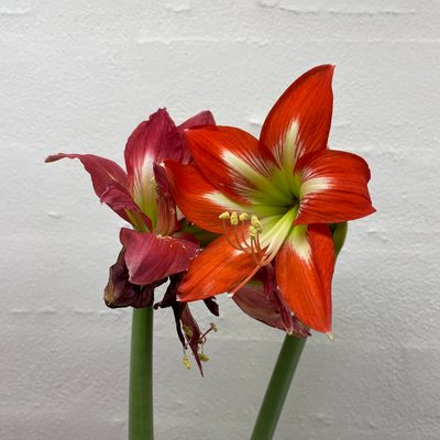 Profile picture of Inge Holt